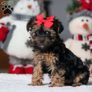 Chloe, Yorkie Poo Puppy